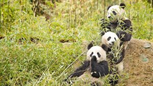 10 Most Famous Endangered Species, One of Which is the Giant Panda!